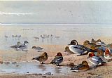 Pintail Teal And Wigeon On The Seashore by Archibald Thorburn